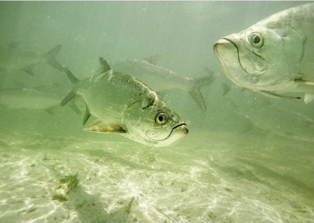 tarpon in clean water