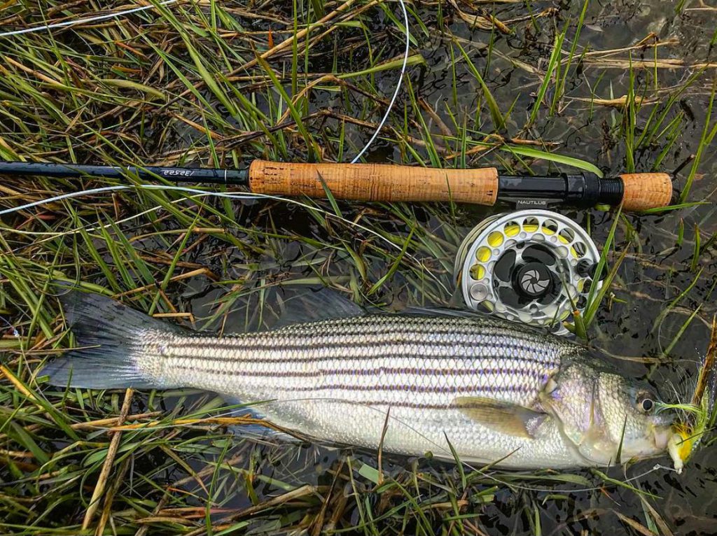 striped bass jamaica bay urban fishing