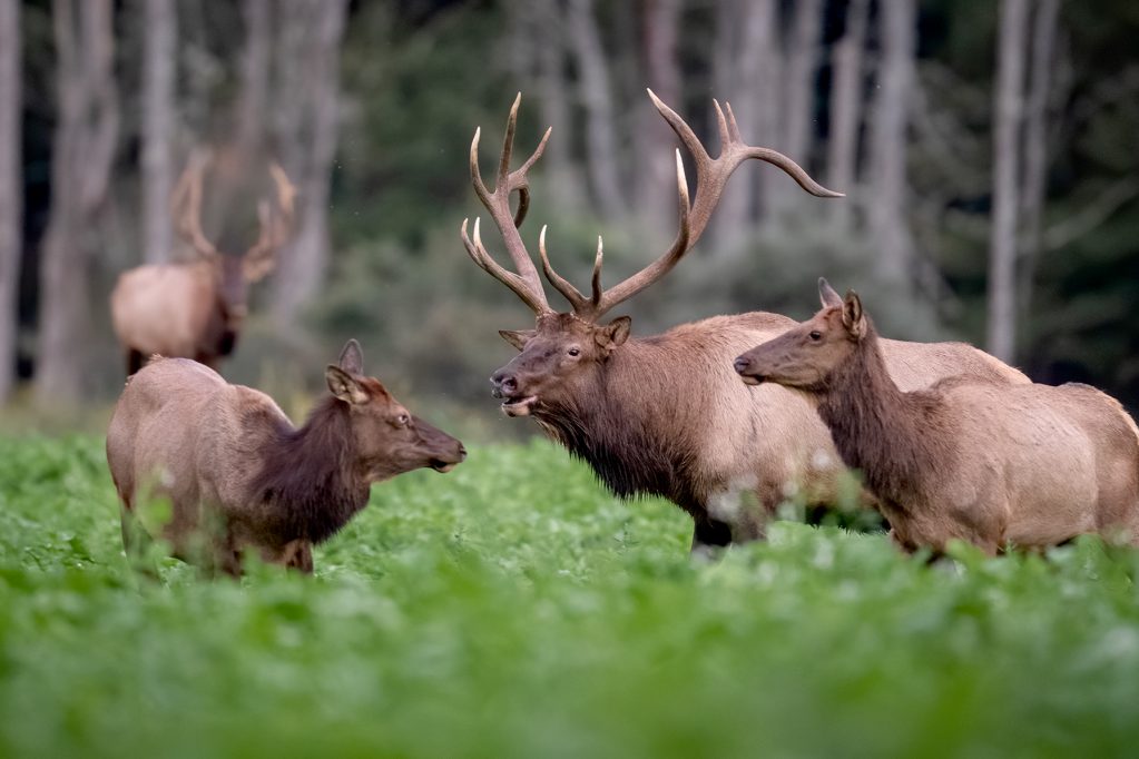 bull elk with two cows