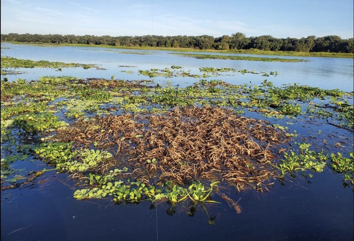 lake okeechobee pesicides