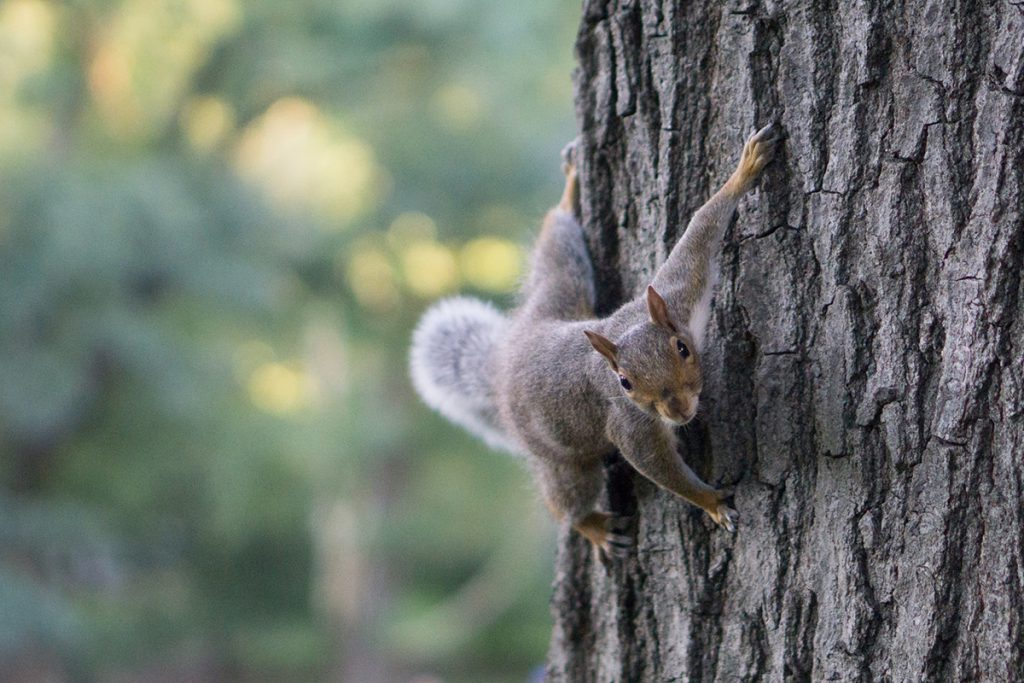 gray squirrels in tree missouri overhunting