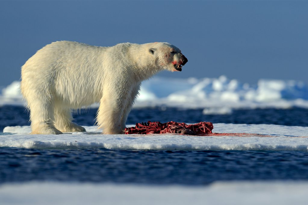 Polar bear bar fight with kill