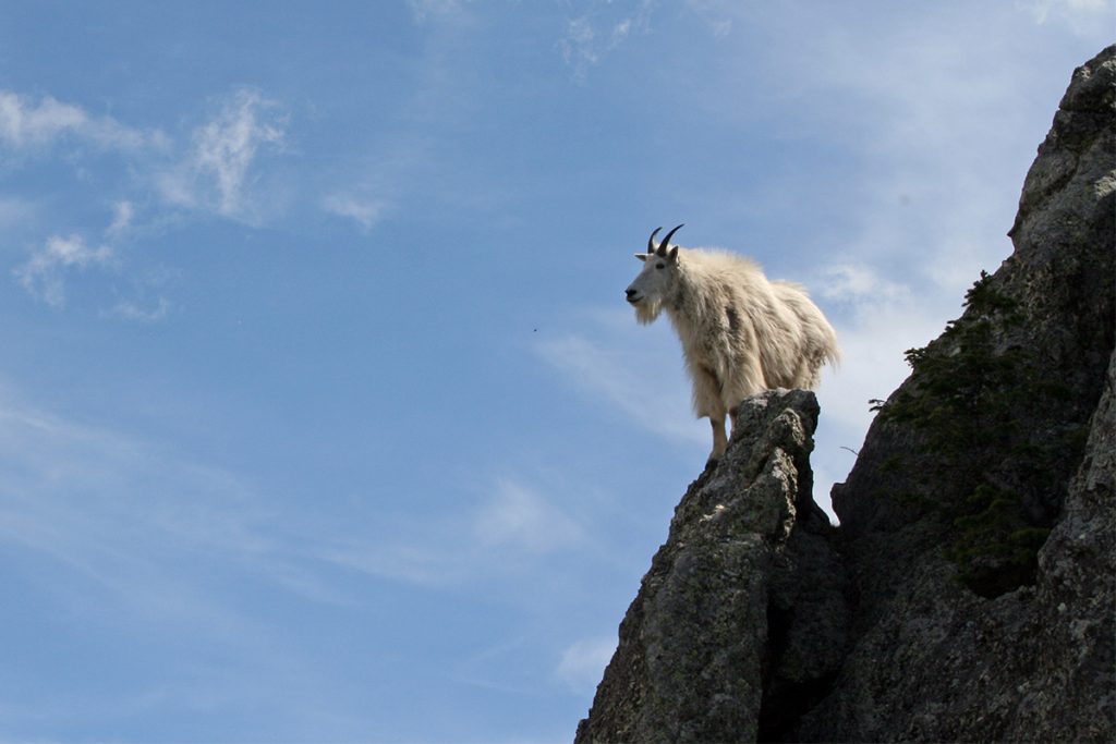 mountain goat in the steep stuff grizzly