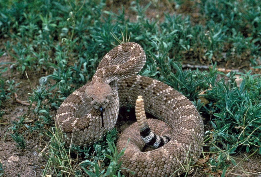 deadliest snakes western diamondback