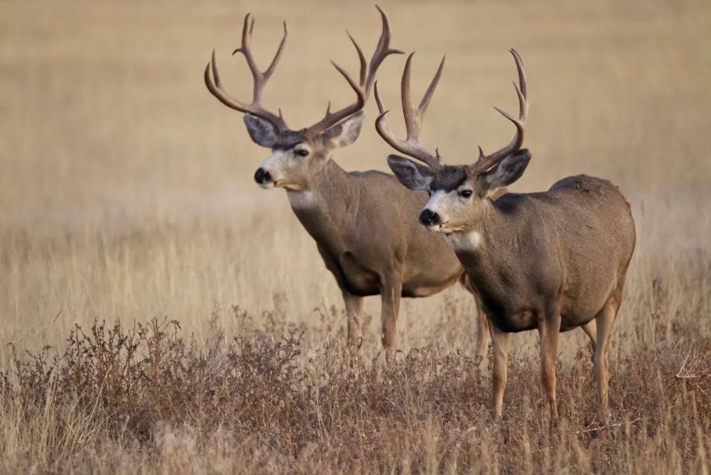 mule deer worlds dumbest poacher