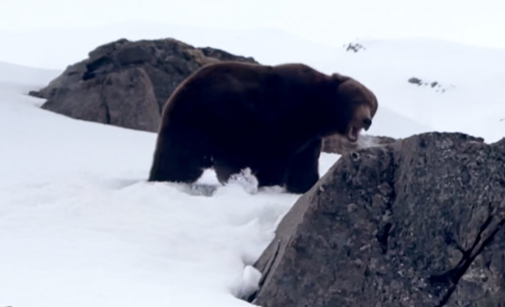 Bear Attack Killing a Charging Giant at 5 Yards in the Alaskan Backcountry