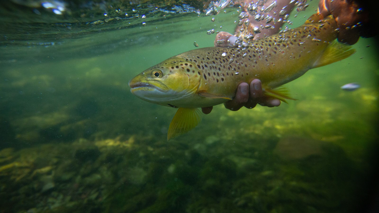 Cold Weather Trout: 4 Tips and Tactics for Winter Trout on the Fly