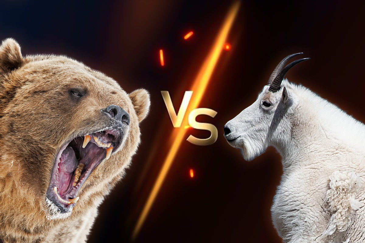 goat versus grizzly