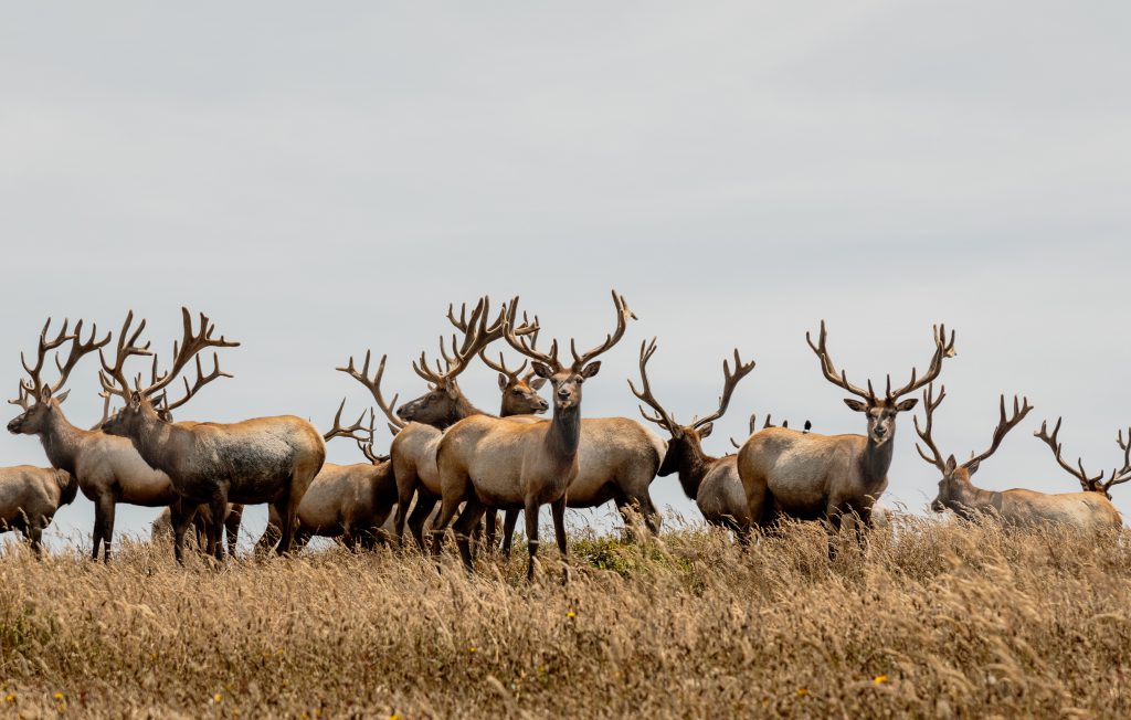 tule elk at point reyes california