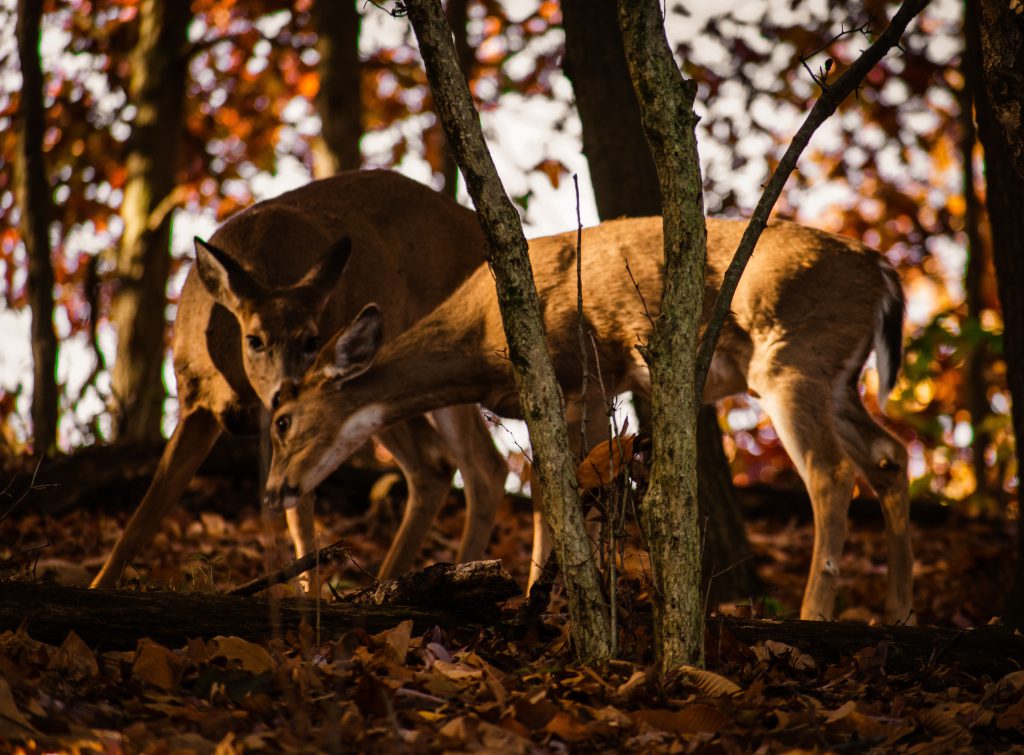 whitetail does feeding