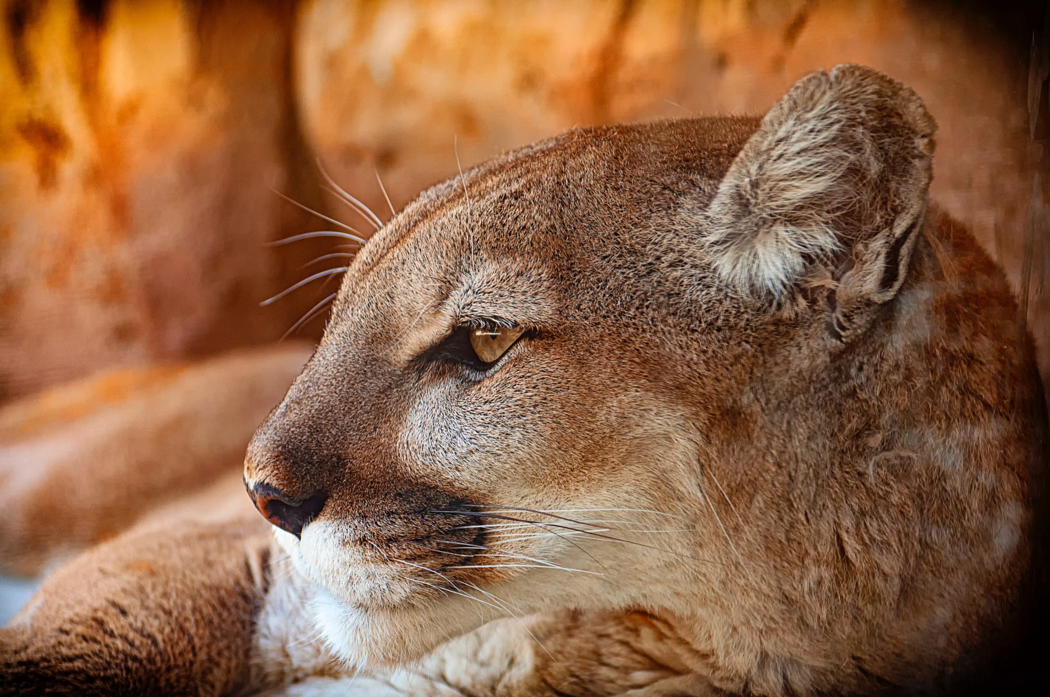 mountain lion head profile