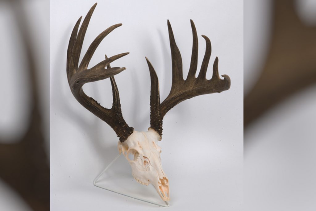 collins record whitetail