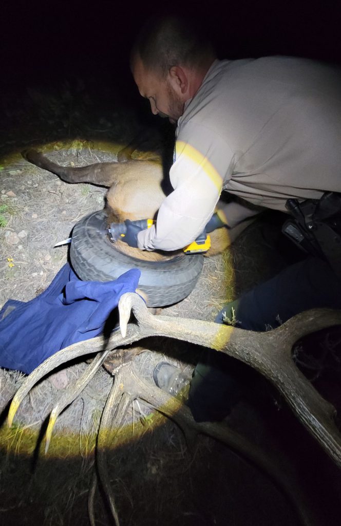 Wildlife officer rescuing elk