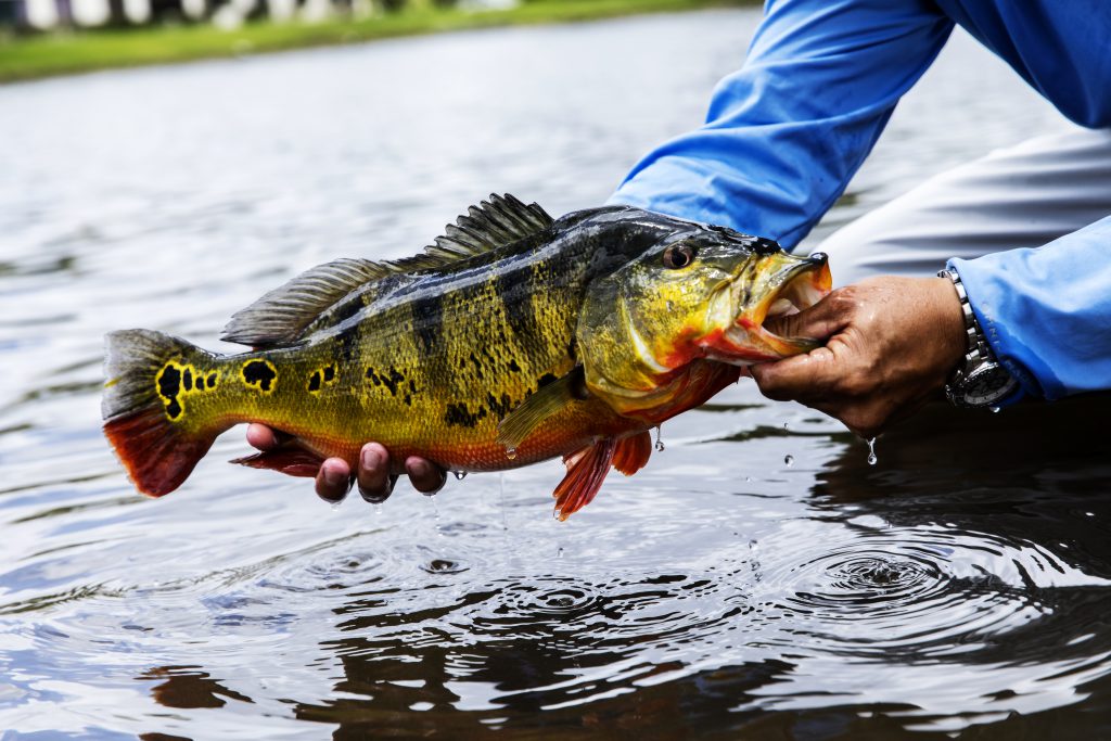 Florida Man Breaks State Peacock Bass Record