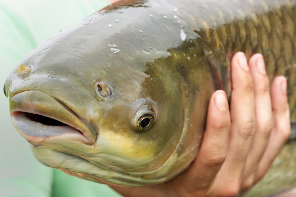 record grass carp