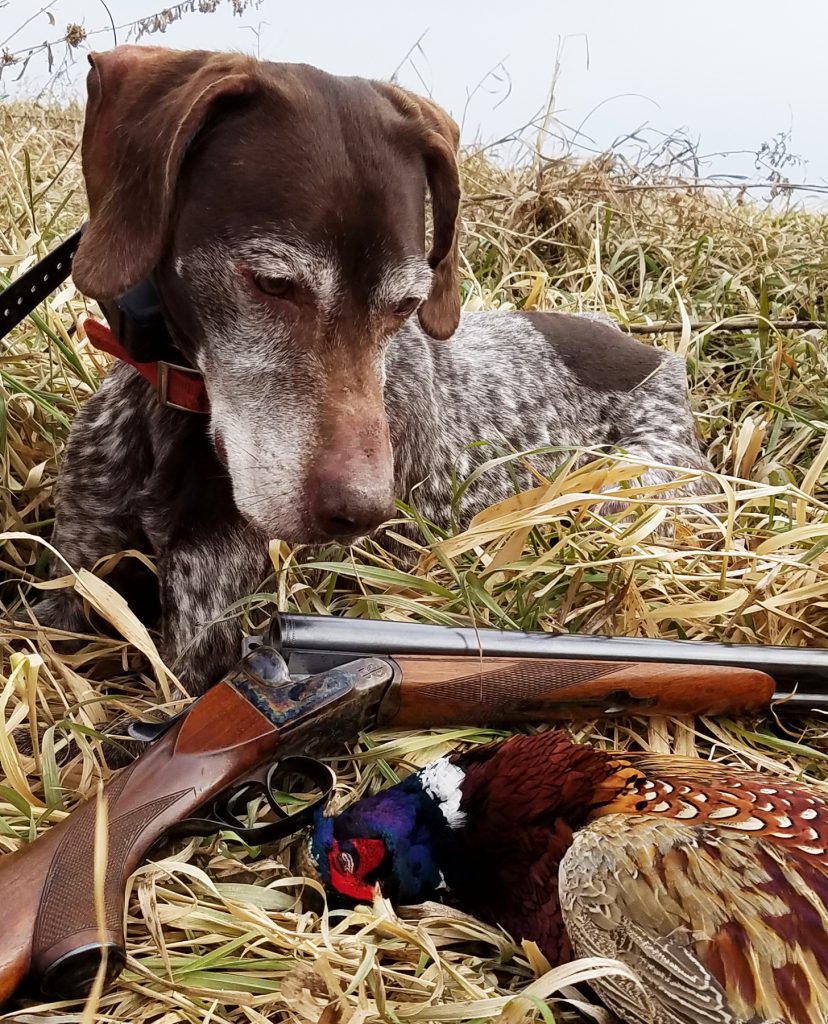 gun dog with side-by-side shotguns and pheasant