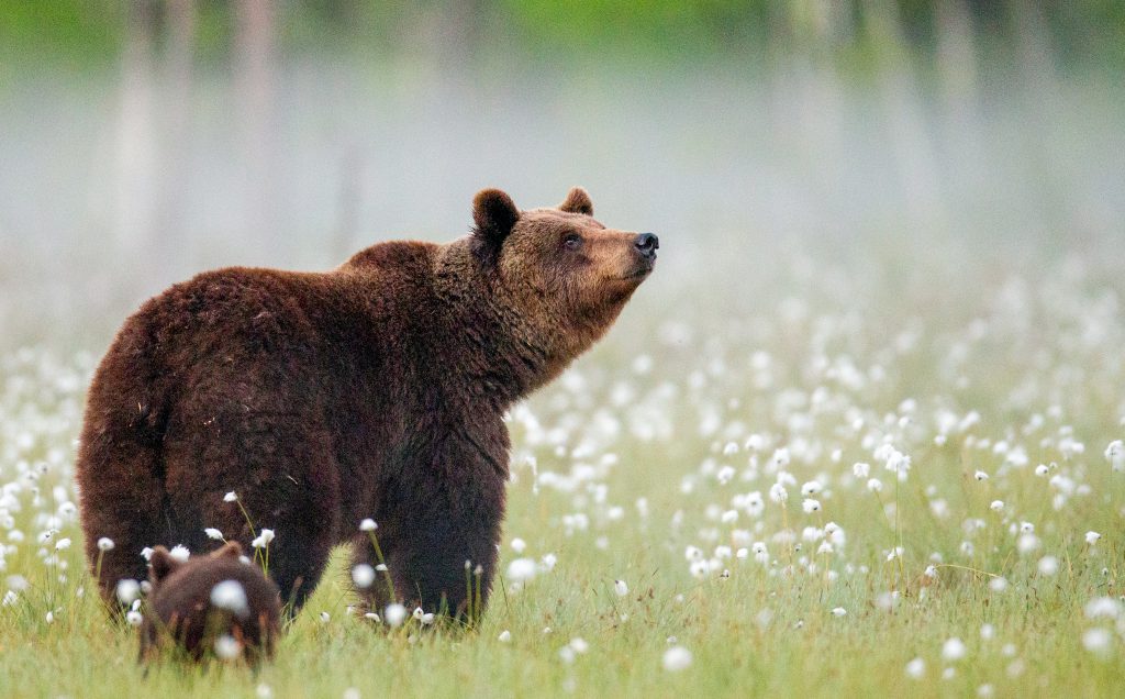 A Fatal Bear Attack Fuels a Fight Over Rewilding