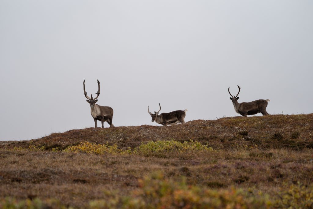 hunt for caribou bulls in alaska backcountry