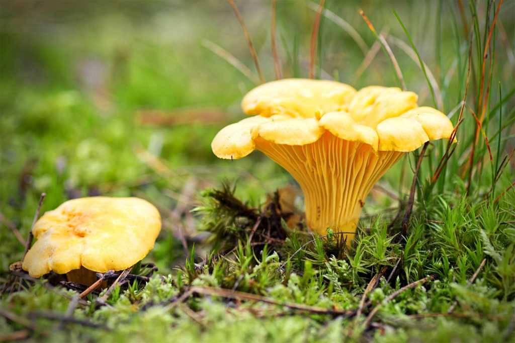 chantrelle fall mushrooms