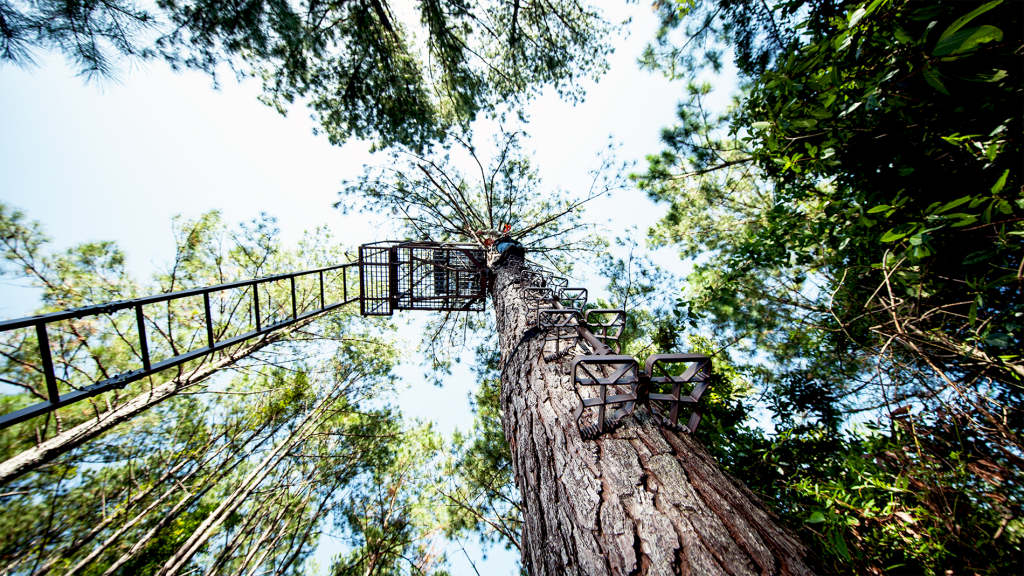 treestand from bottom treestand safety harness