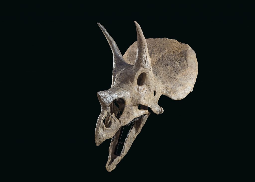 rogan hunts triceratops skull