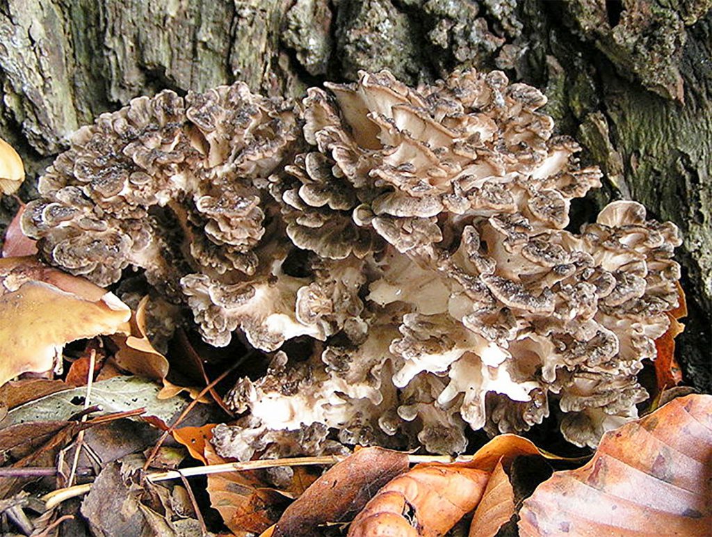 Hen of the wood mushroom
