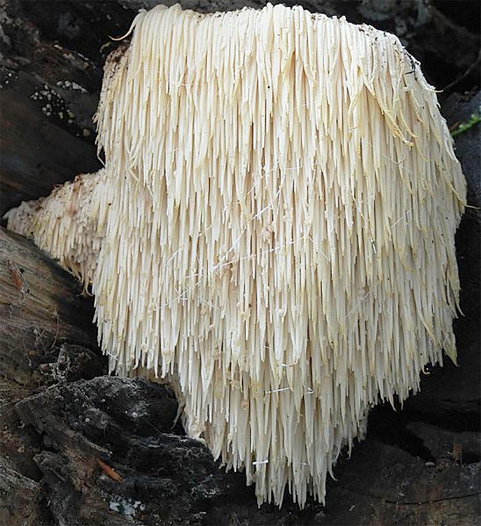 lions mane fall mushrooms