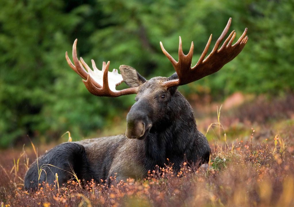 moose bedded down