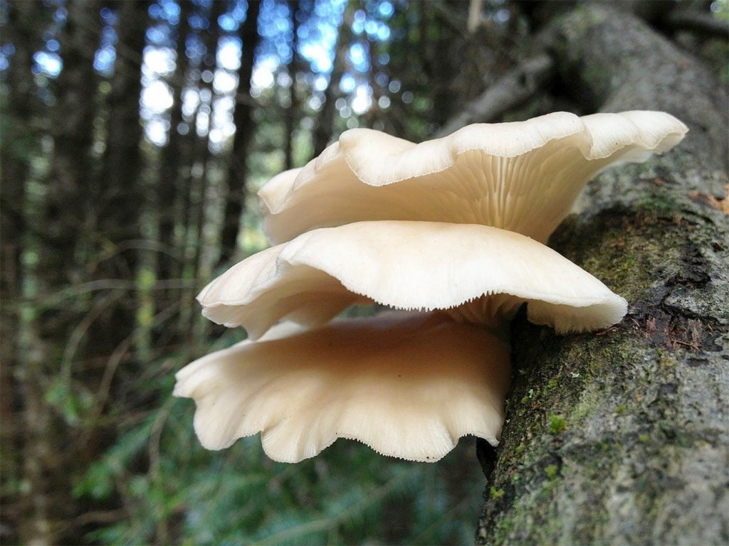 oyster fall mushrooms