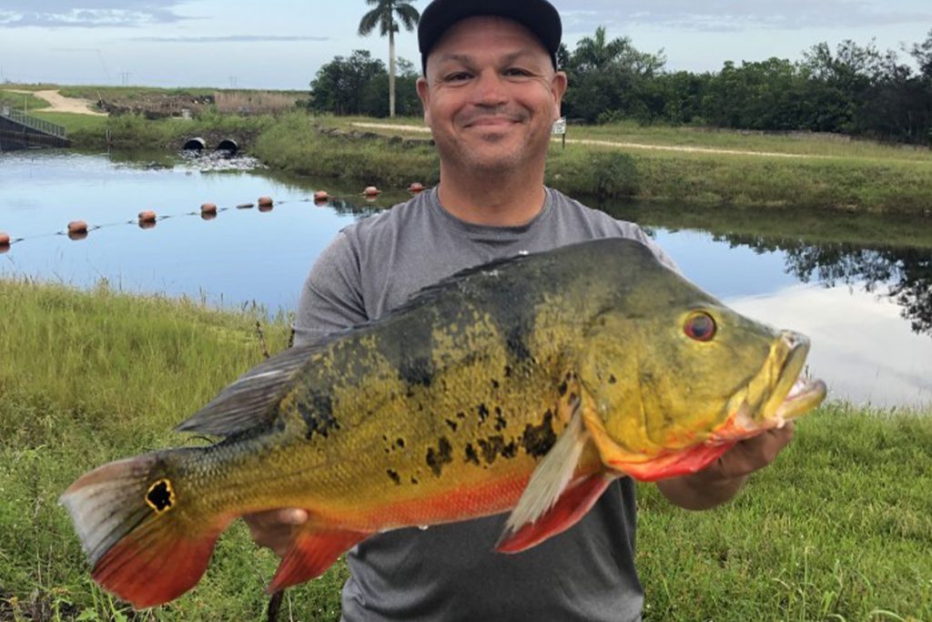 Florida Man Breaks State Peacock Bass Record