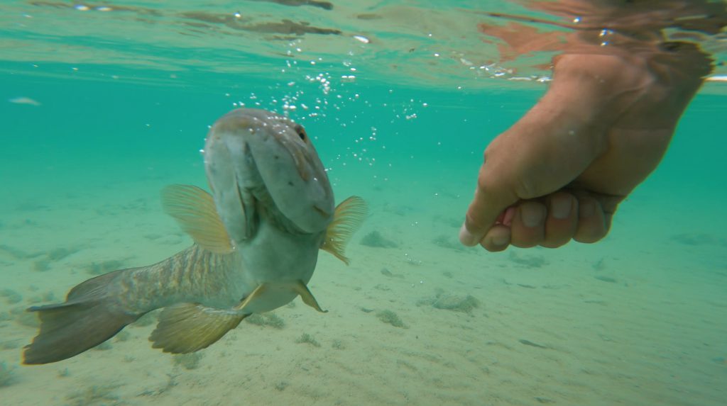 smallmouth bass release