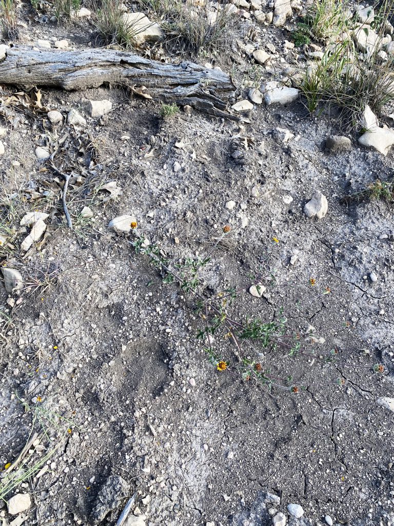 animal tracks in dirt