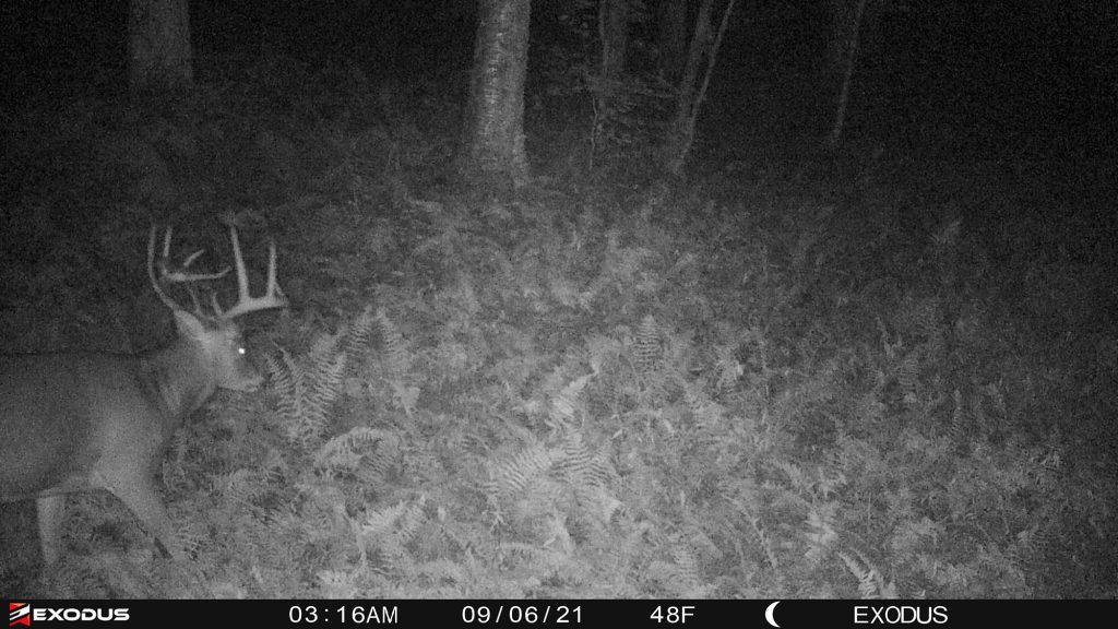 trail camera photo of whitetail buck