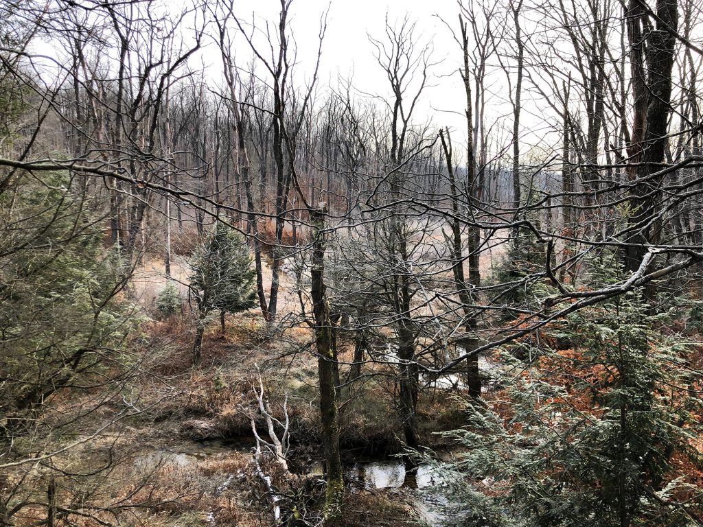 thick woods in winter