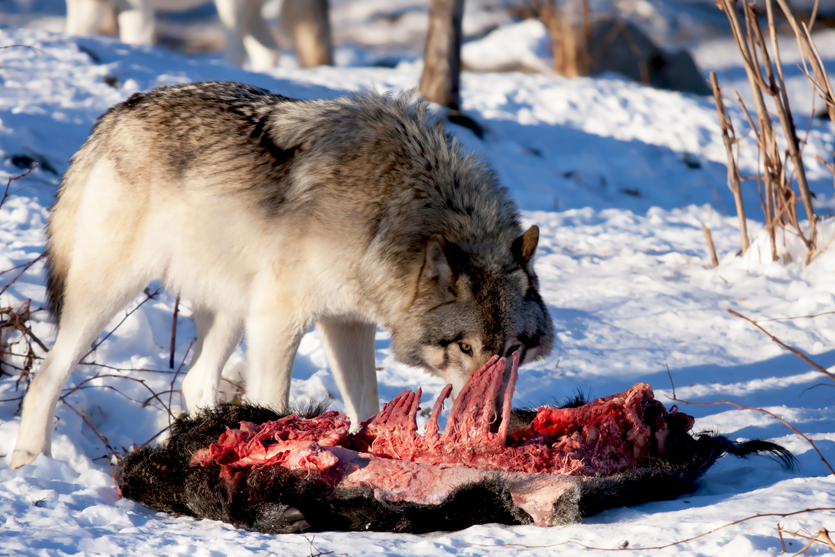 wolf feeding on carcass in snow