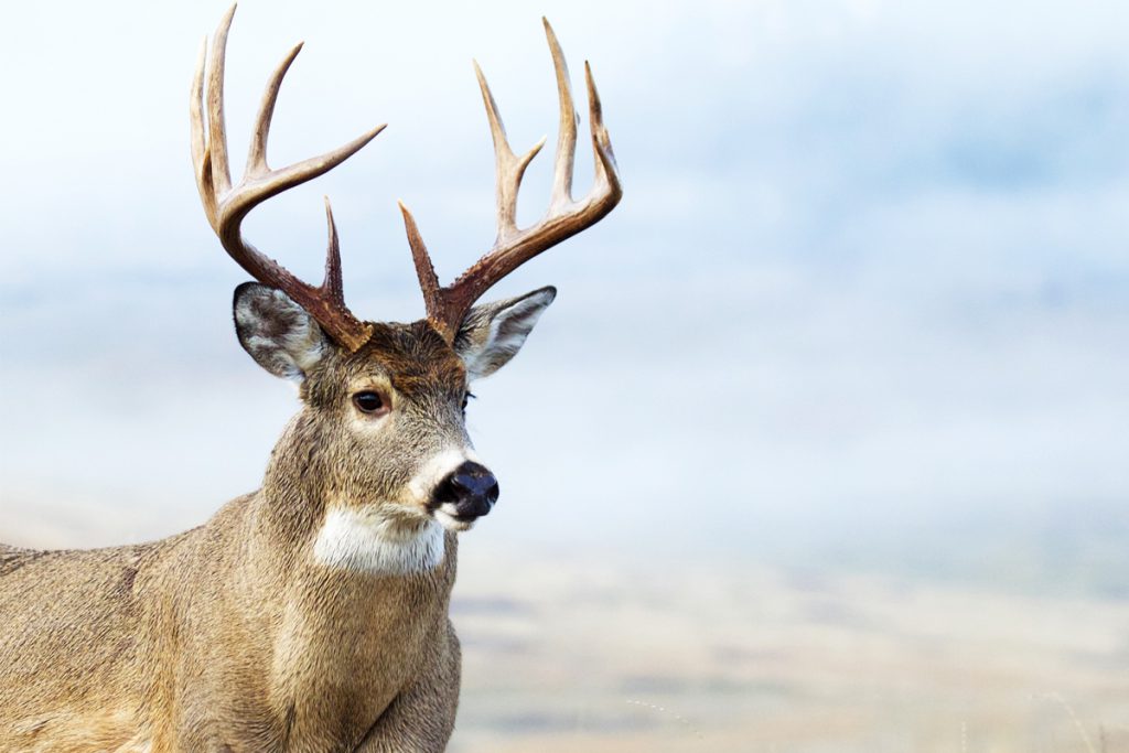 whitetail buck