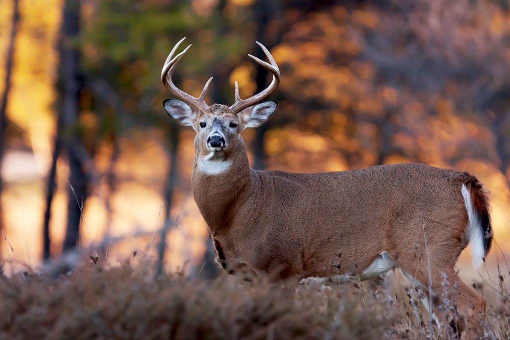 whitetail buck with huge neck