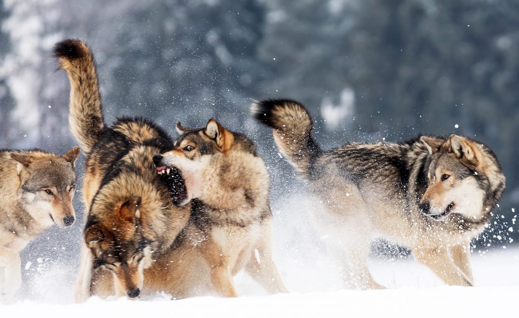 pack of gray wolves hunting