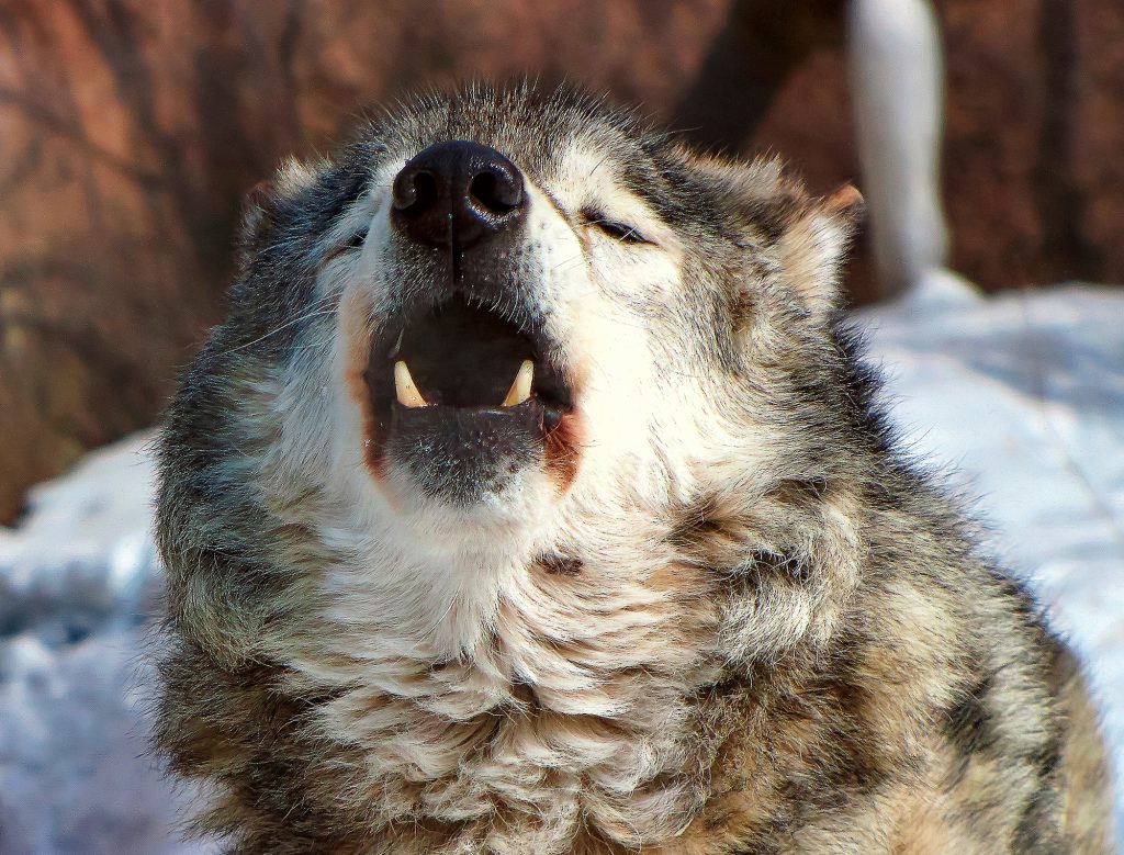 wolf howling