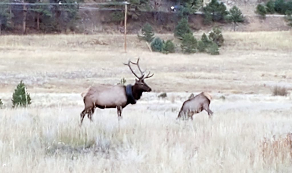 elk rescue