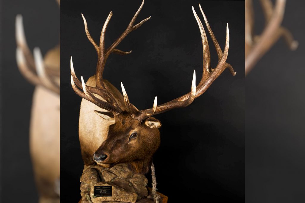 huett non typical bull elk mount