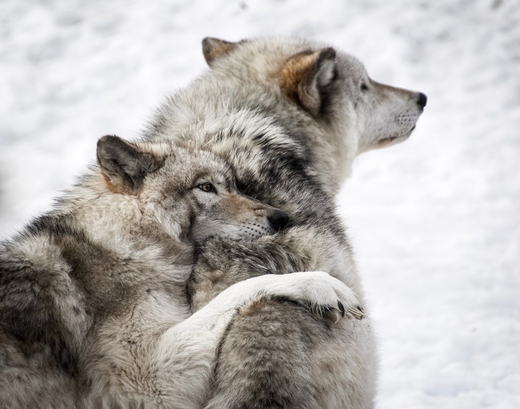 wolf hugging another wolf