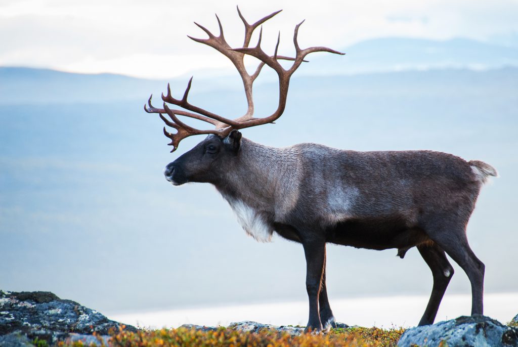 alaska caribou hunting