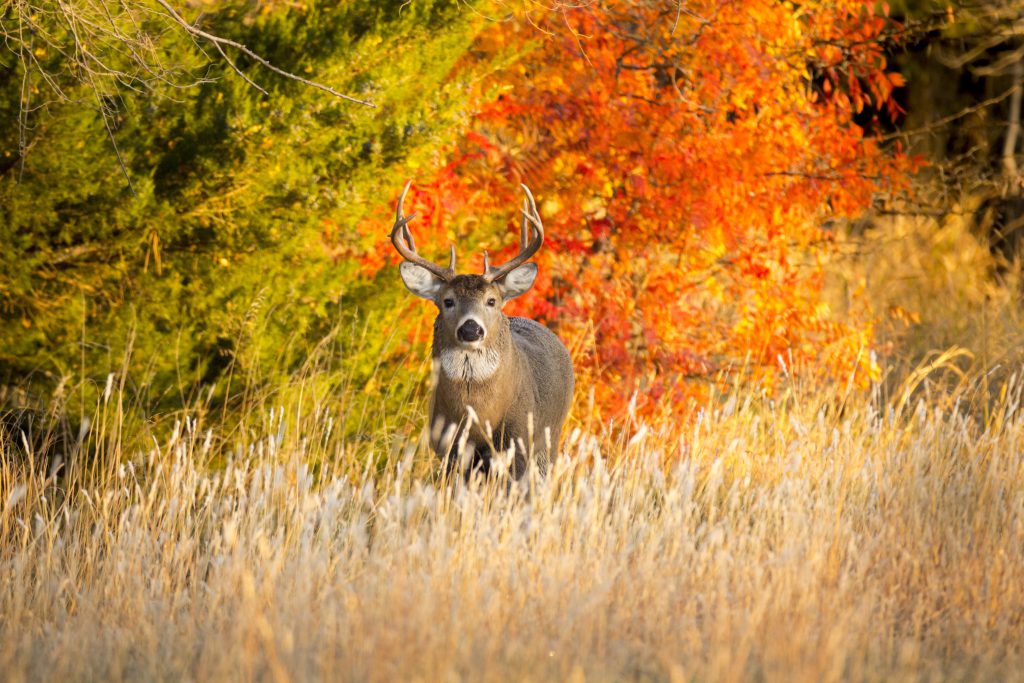 michigan hunting licenses whitetail