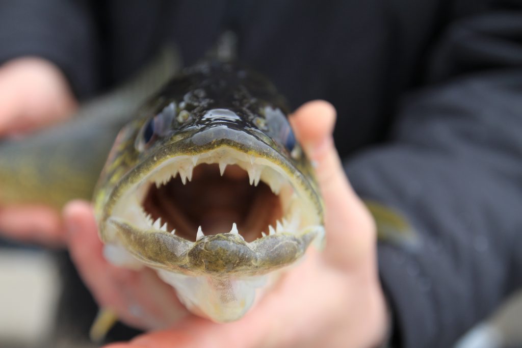 walleye teeth