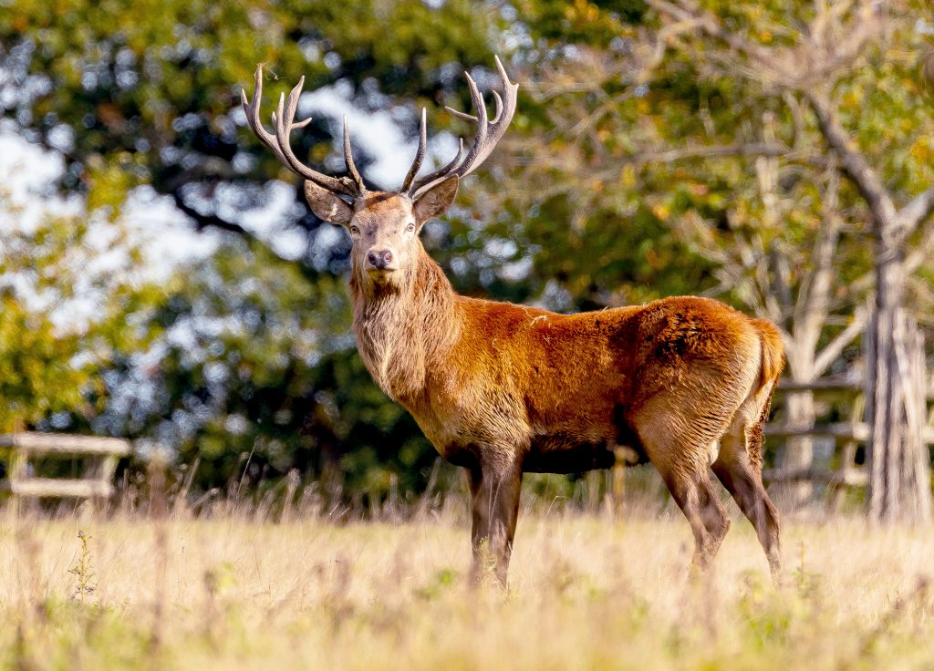 red stag