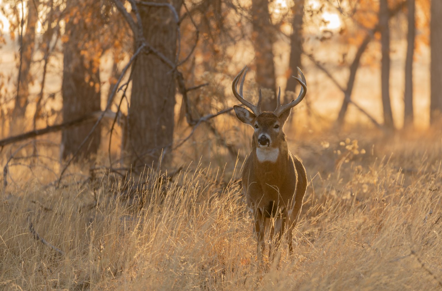 where-are-the-deer-hunters-michigan-hunting-licenses-down-by-250k