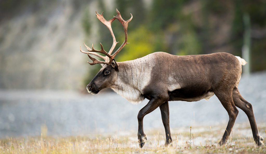 alaska caribou hunting