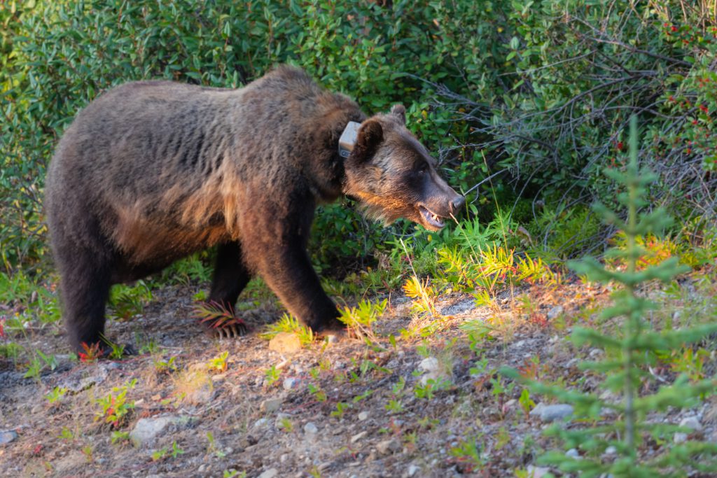 GPS collared bear.