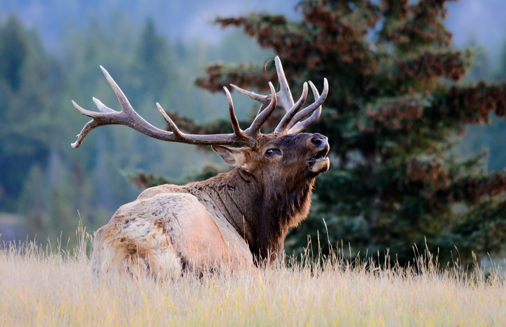 Virginia Elk Are Back! Whitetail Hunter Tags 700Pound HomeState Bull